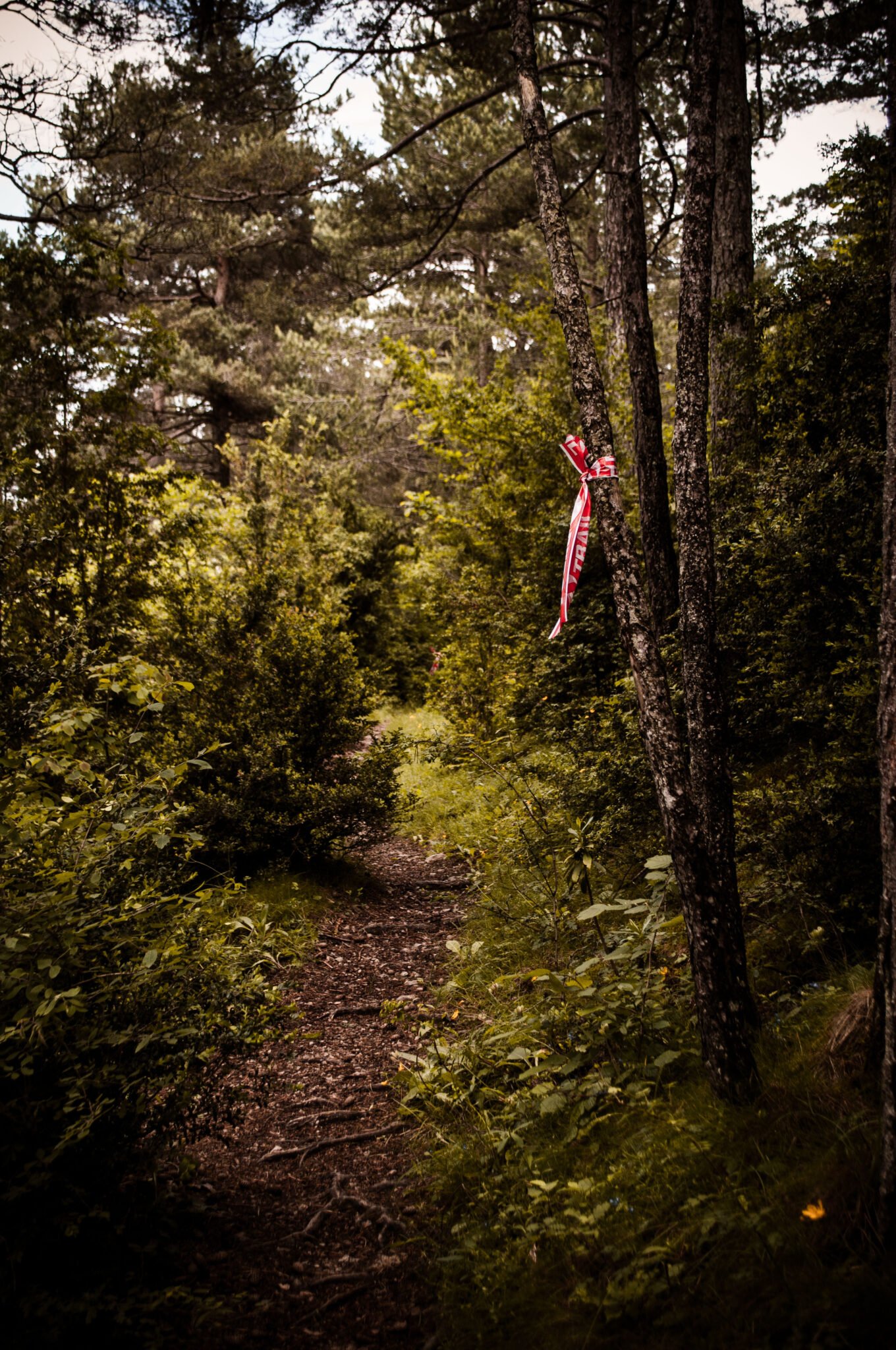 Woodland trail marked with Mountain Runners tape